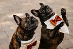algonquin-il-backyard-wedding-8