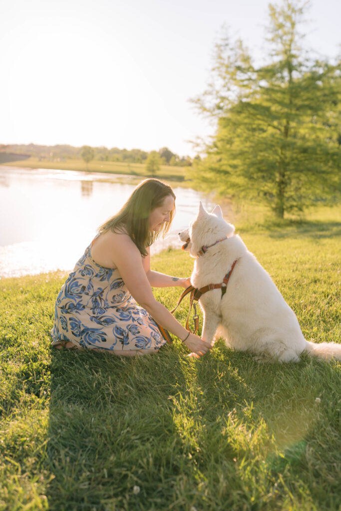 Senior Husky in the Sun