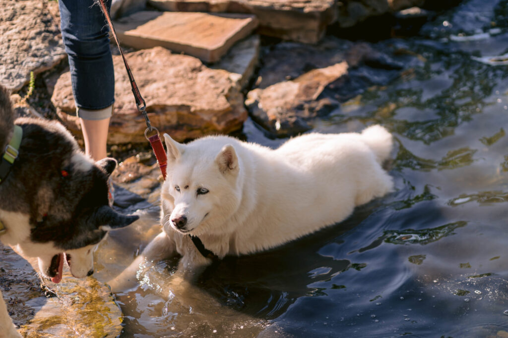 Senior Husky Swimming