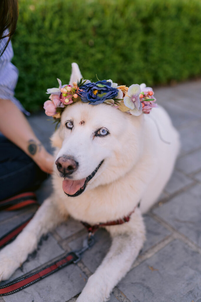 Senior Husky