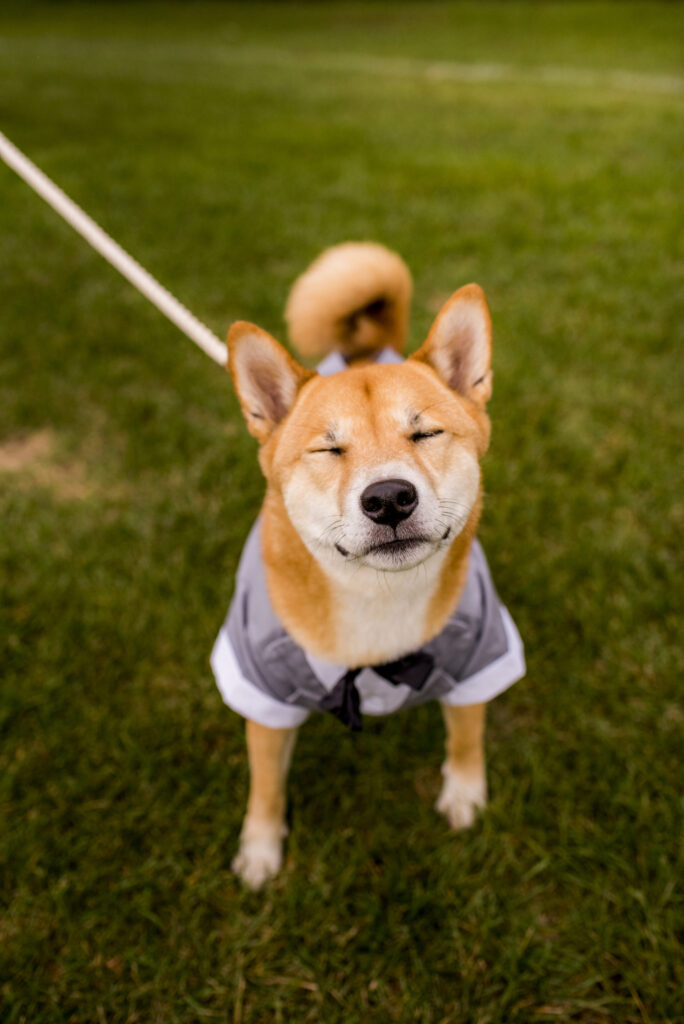 Shiba Inu in tux