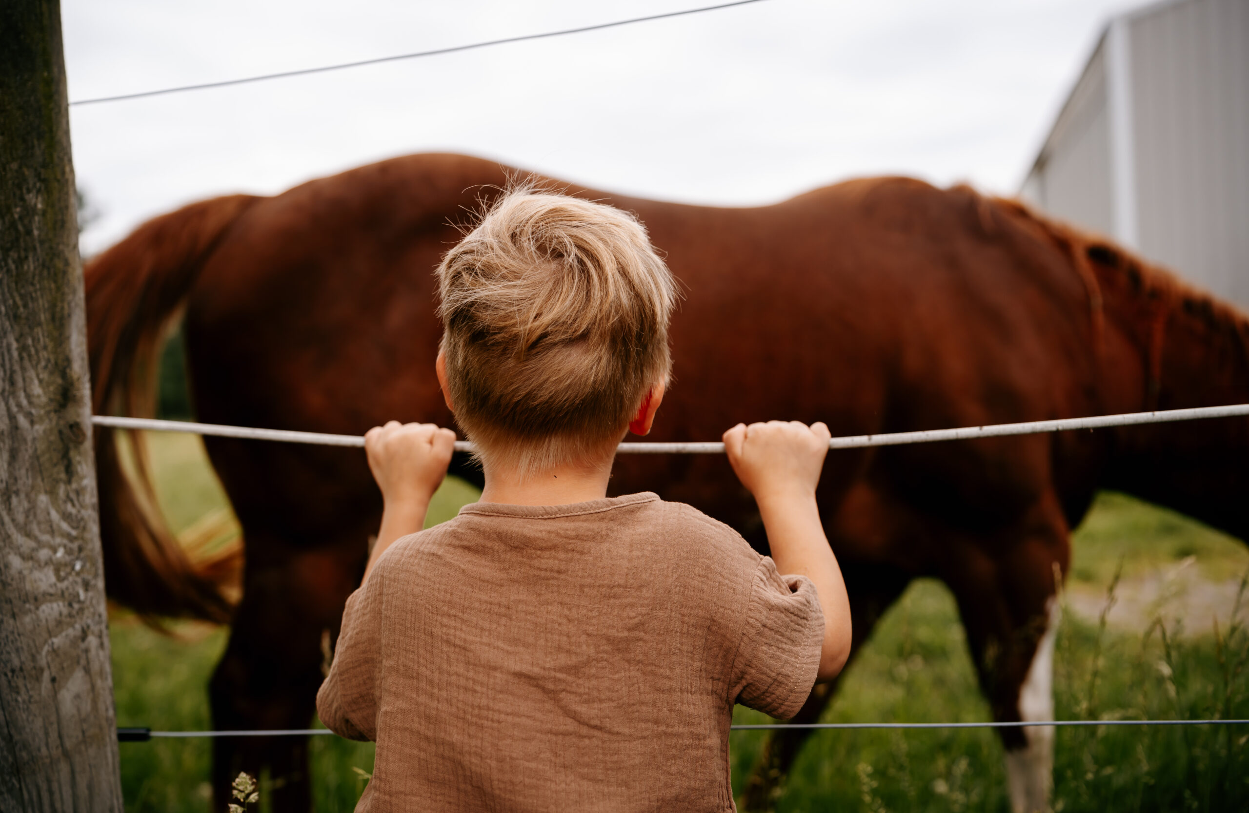 Child looking at a horse