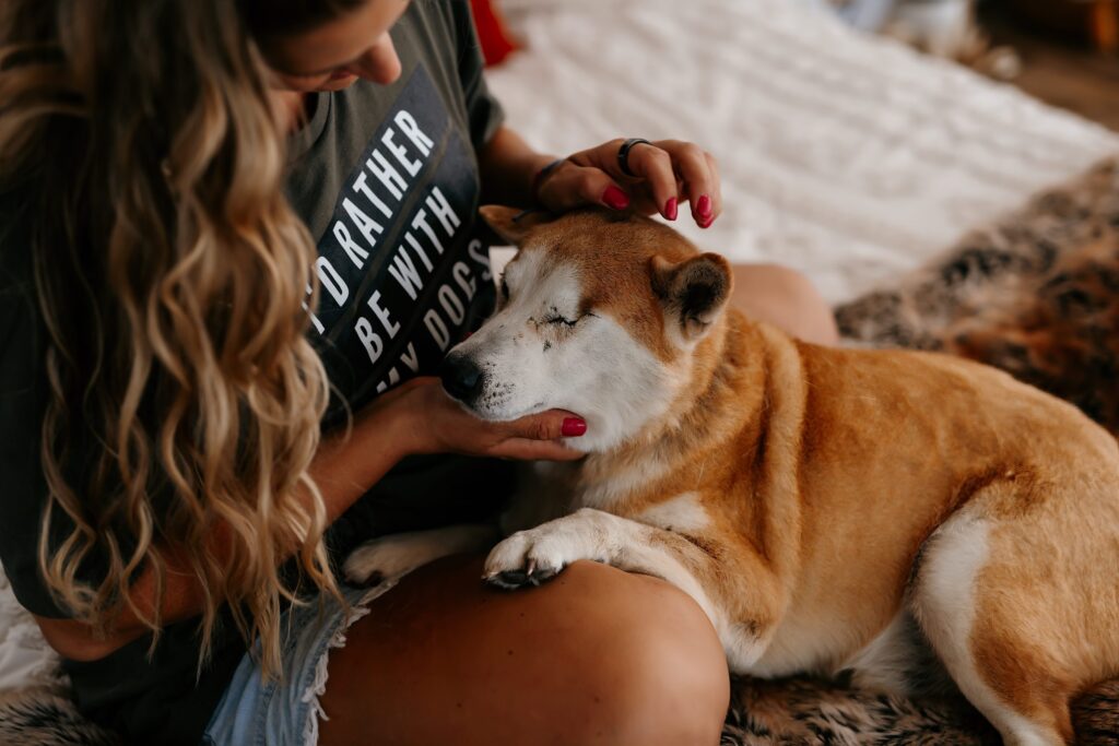 Chicago Pet Photographer