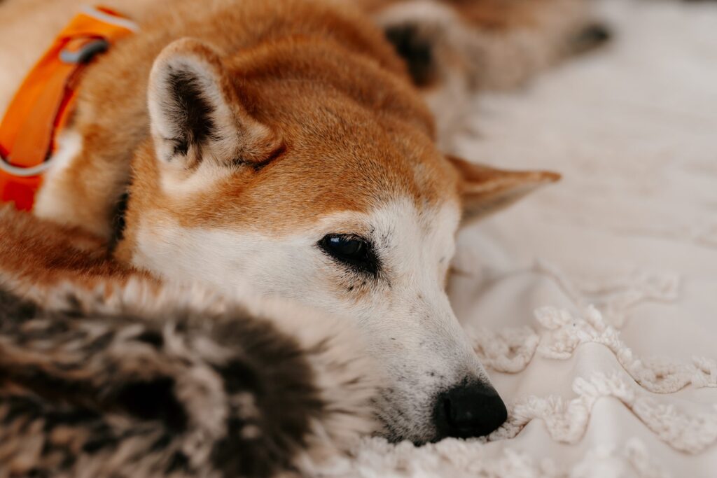 Chicago Pet Photographer